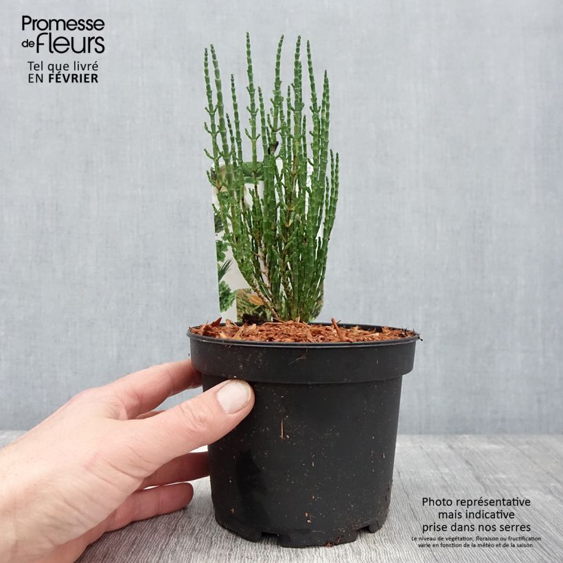 Exemplar von Gemeiner Queller - Salicornia europaea Topf mit 2L/3L wie im Winter geliefert