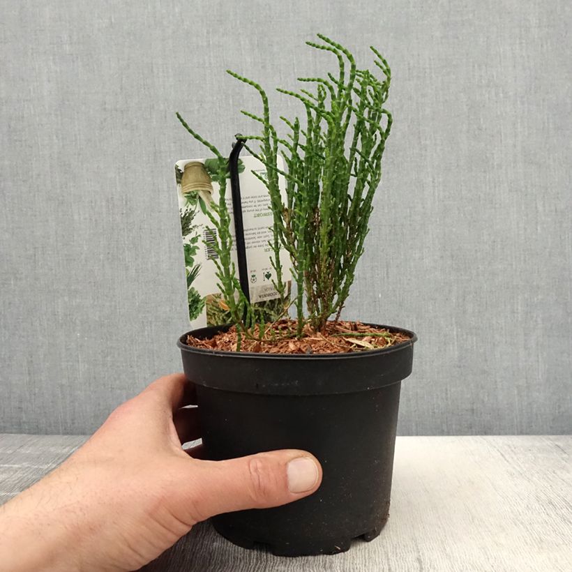 Exemplar von Gemeiner Queller - Salicornia europaea Topf mit 2L/3L wie im Frühjahr geliefert