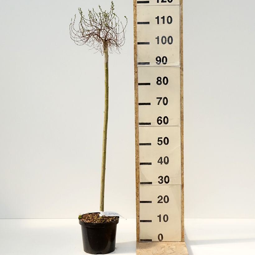 Exemplar von Arktische Weide Yalta - Salix arctica Topf mit 4L/5LGelieferte Höhe ca. 80cm wie im Frühjahr geliefert