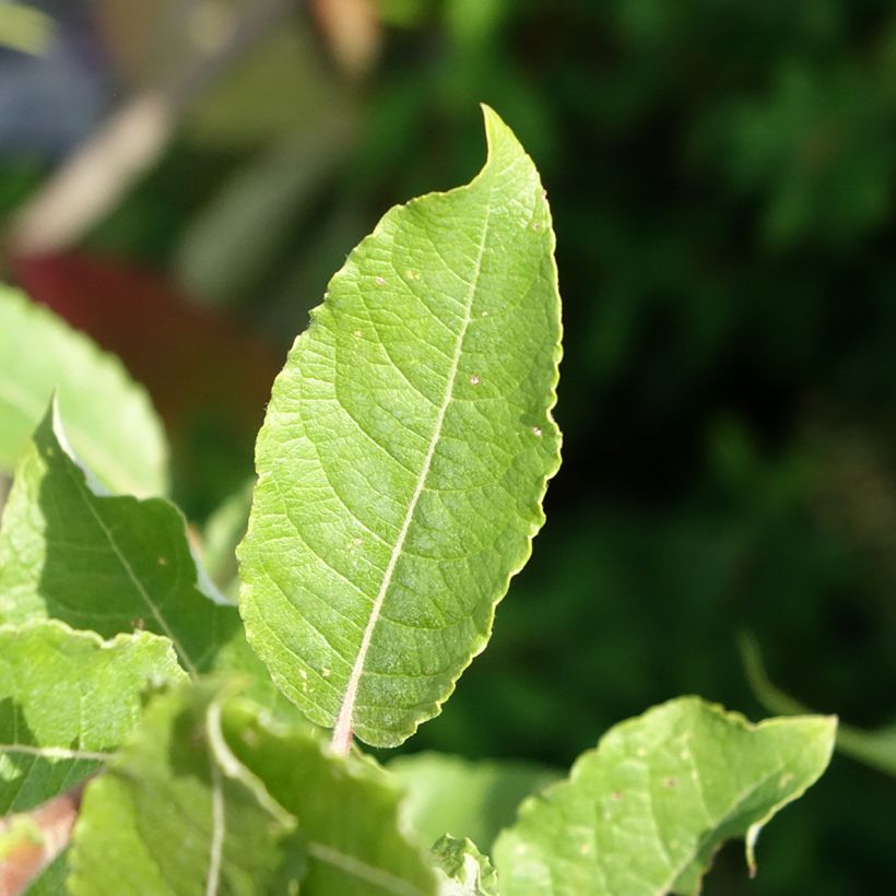 Sal-Weide Gold-Bienenkätzchen - Salix caprea (Laub)