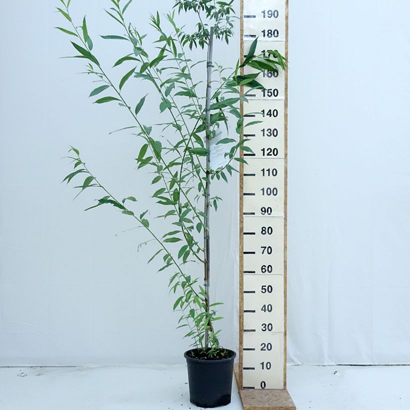 Exemplar von Sal-Weide - Salix caprea Topf mit 7,5L/10L wie im Sommer geliefert