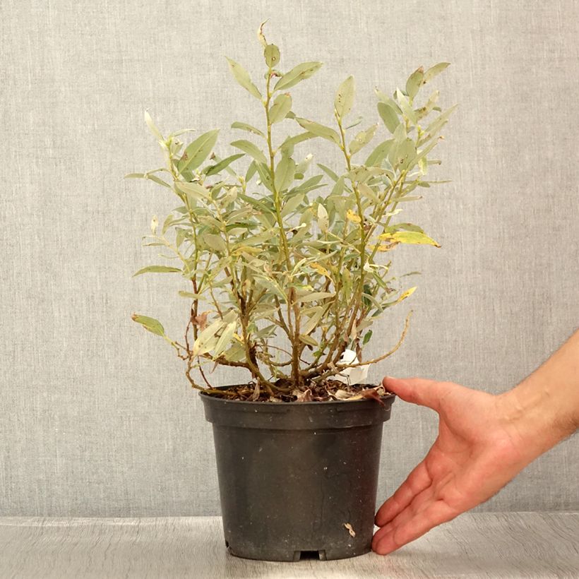 Exemplar von Schweizer Weide - Salix helvetica Topf mit 2L/3L wie im Sommer geliefert