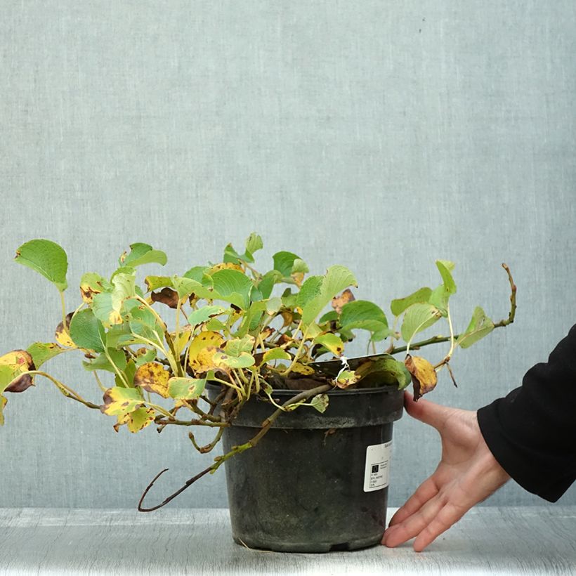 Exemplar von Kurilen-Weide - Salix kurilensis Topf mit 4L/5L wie im Herbst geliefert