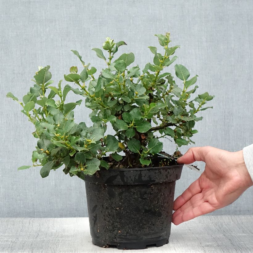 Exemplar von Filzige Weide - Salix lanata Topf mit 2L/3L wie im Sommer geliefert