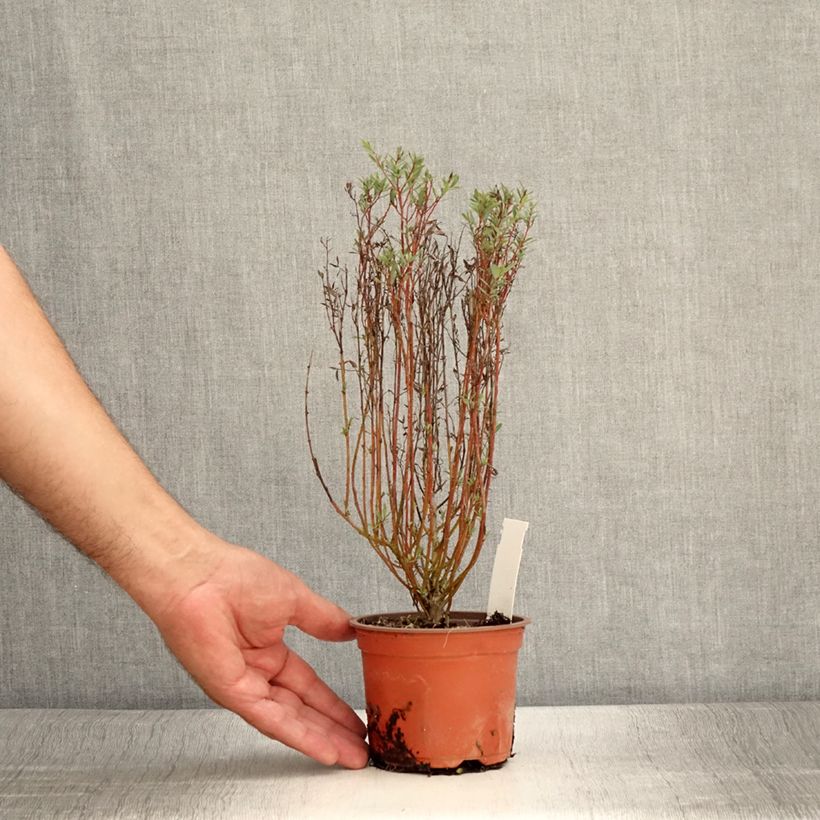 Exemplar von Purpur-Weide Nana - Salix purpurea Kleine Töpfe von 8/9 cm wie im Sommer geliefert