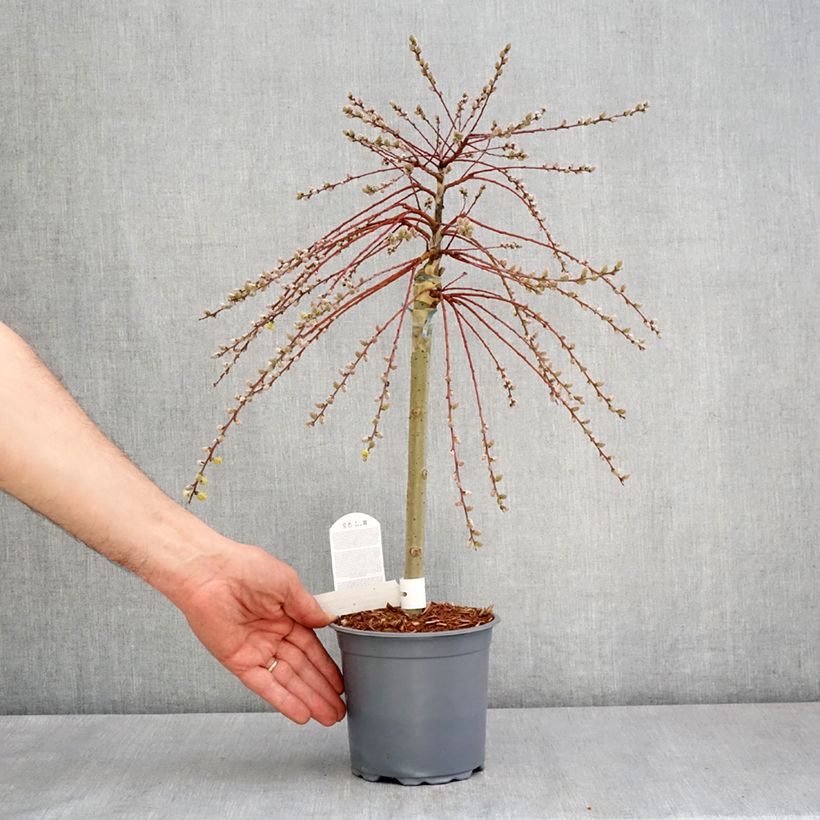 Exemplar von Kriech-Weide Armando - Salix repens Topf mit 1,5L/2LGelieferte Höhe ca. 30/+cm wie im Frühjahr geliefert