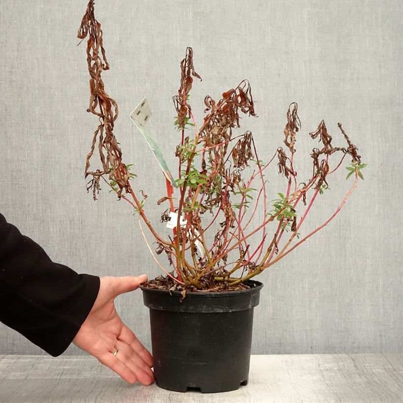 Exemplar von Drachenweide Sekka - Salix sachalinensis Topf mit 3L/4L wie im Herbst geliefert