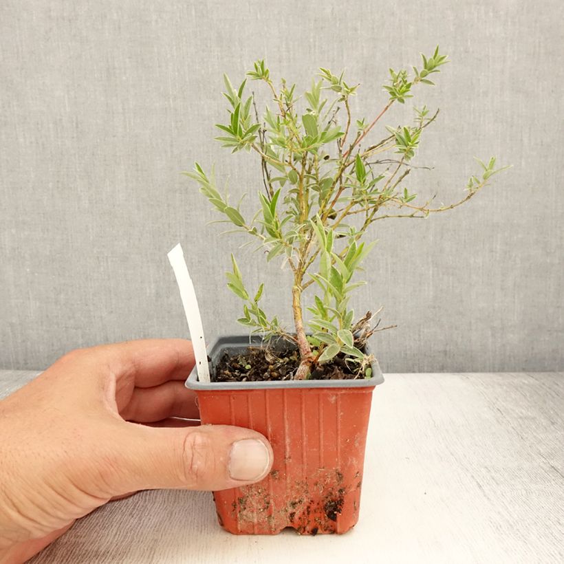 Exemplar von Zwerg-Zierweide - Salix subopposita Kleine Töpfe von 8/9 cm wie im Sommer geliefert