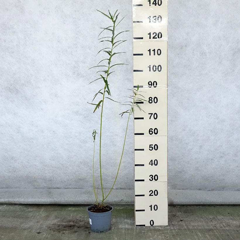 Exemplar von Korb-Weide - Salix viminalis Topf mit 1,5L/2L wie im Sommer geliefert