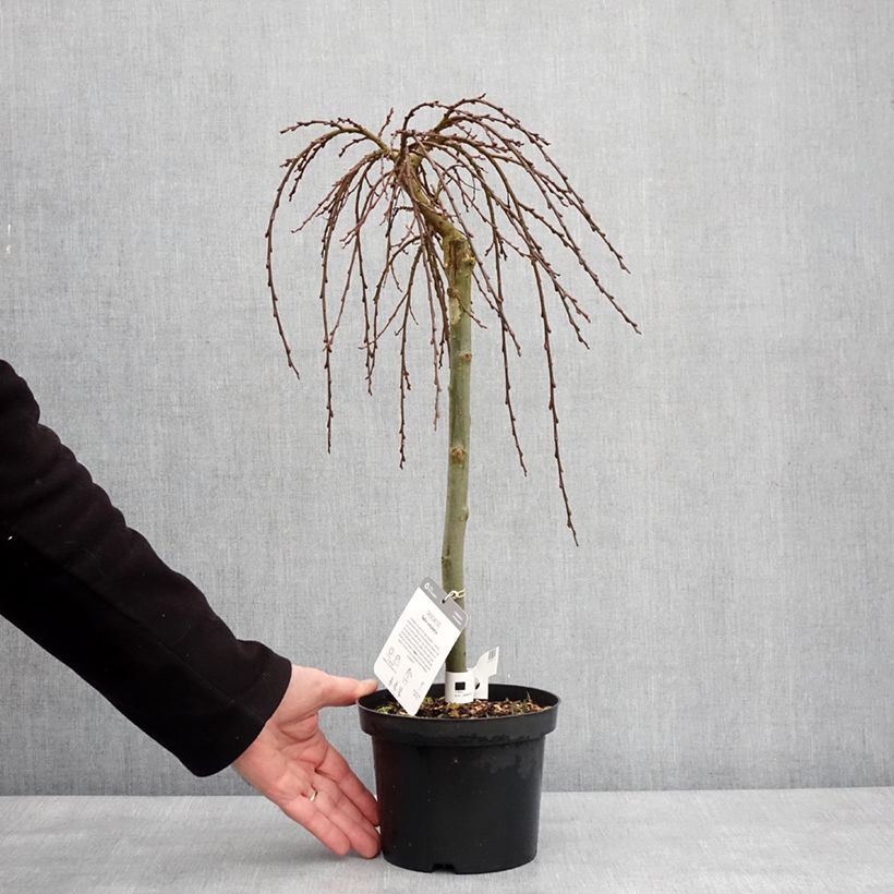 Exemplar von Teppichweide - Salix simulatrix Topf mit 2L/3L wie im Winter geliefert