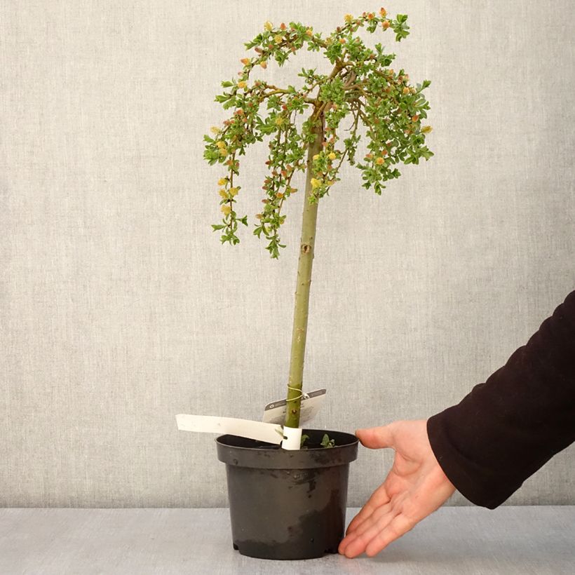 Exemplar von Teppichweide - Salix simulatrix Topf mit 2L/3LGelieferte Höhe ca. 40/+cm wie im Frühjahr geliefert