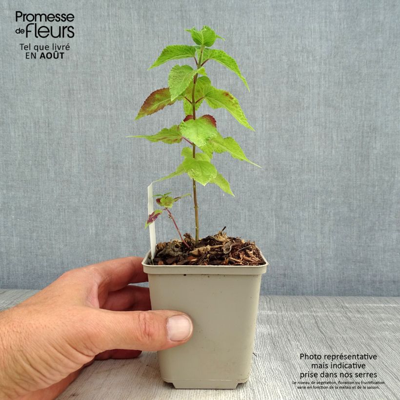 Exemplar von Salvia guaranitica Amante - Guarani-Salbei Kleine Töpfe von 8/9 cm wie im Sommer geliefert