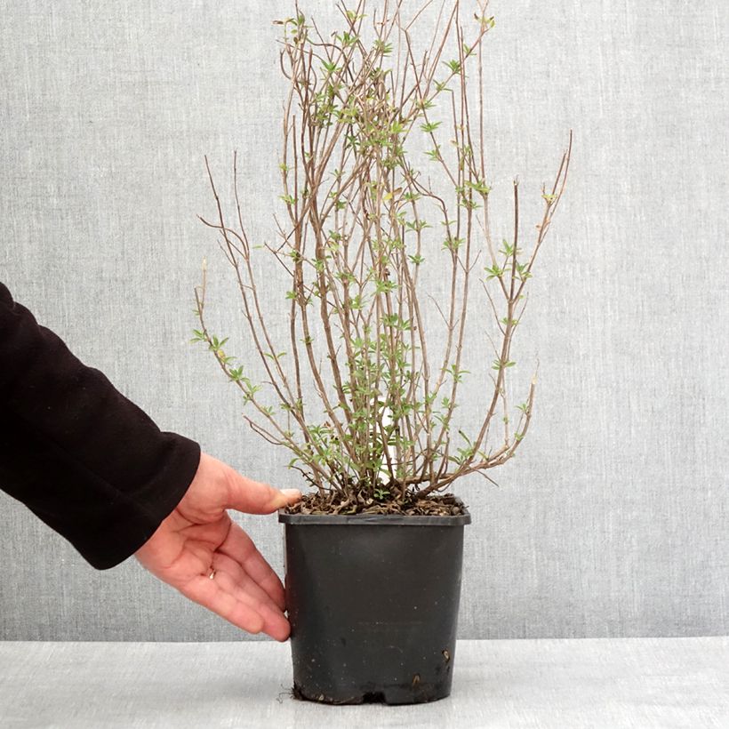 Exemplar von Salvia Delice Fiona - Ziersalbei Topf mit 2L/3L wie im Winter geliefert