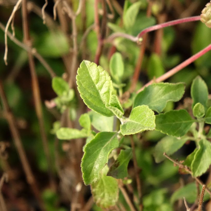 Salvia microphylla Little Kiss (Laub)