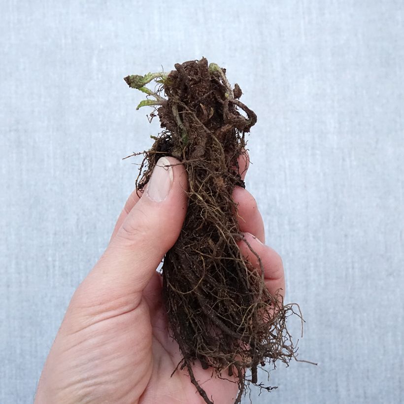 Exemplar von Salvia nemorosa Blauhügel - Steppen-Salbei Wurzelnackt wie im Winter geliefert