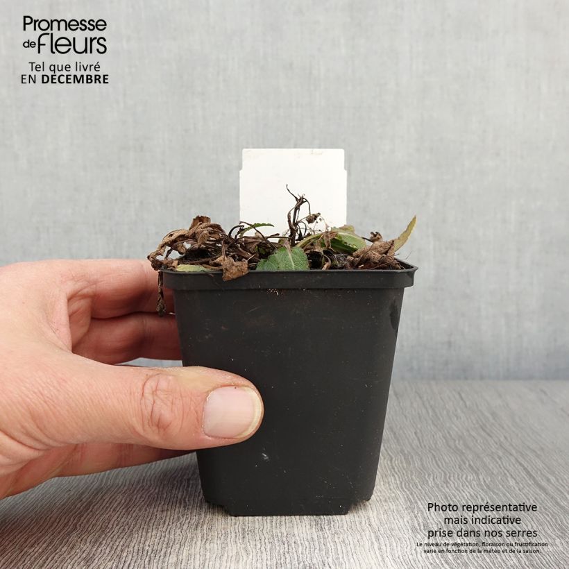 Exemplar von Salvia nemorosa Blue Bouquetta - Steppen-Salbei Kleine Töpfe von 8/9 cm wie im Herbst geliefert
