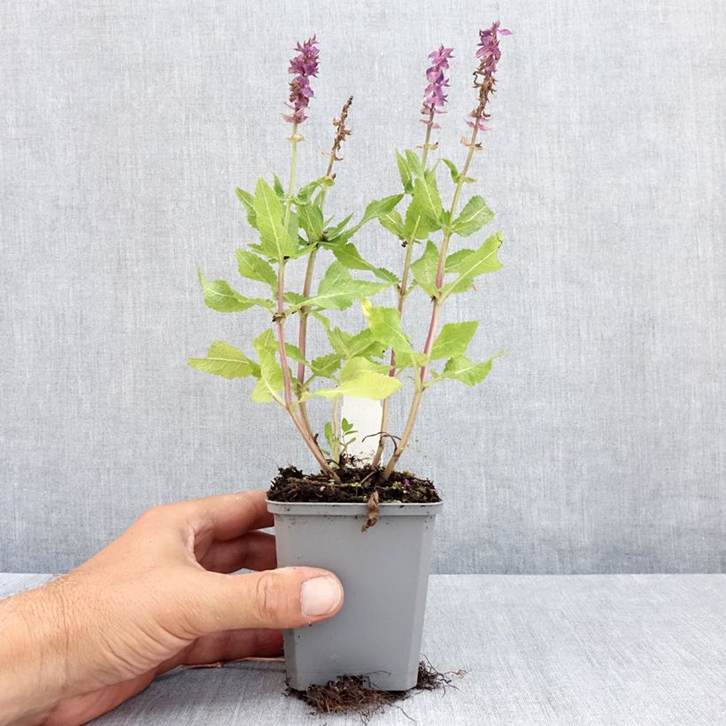 Exemplar von Salvia nemorosa Blue Marvel - Steppen-Salbei Kleine Töpfe von 8/9 cm wie im Sommer geliefert
