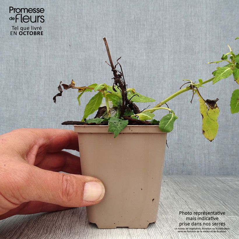 Exemplar von Salvia nemorosa Bumblesky - Steppen-Salbei Kleine Töpfe von 8/9 cm wie im Herbst geliefert