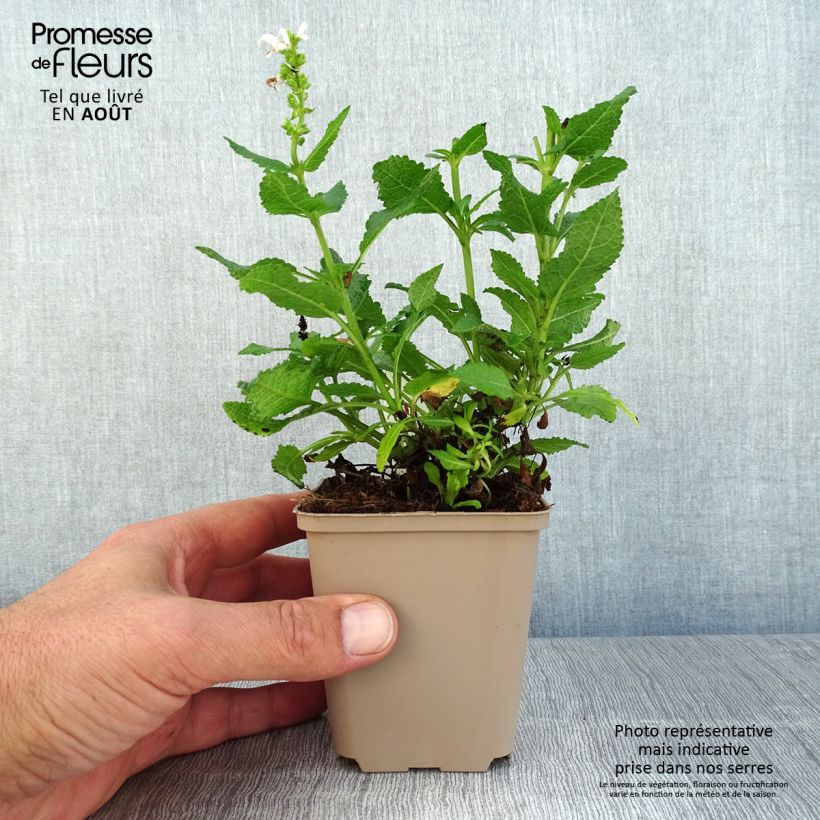 Exemplar von Salvia nemorosa Bumblesnow - Steppen-Salbei Kleine Töpfe von 8/9 cm wie im Sommer geliefert