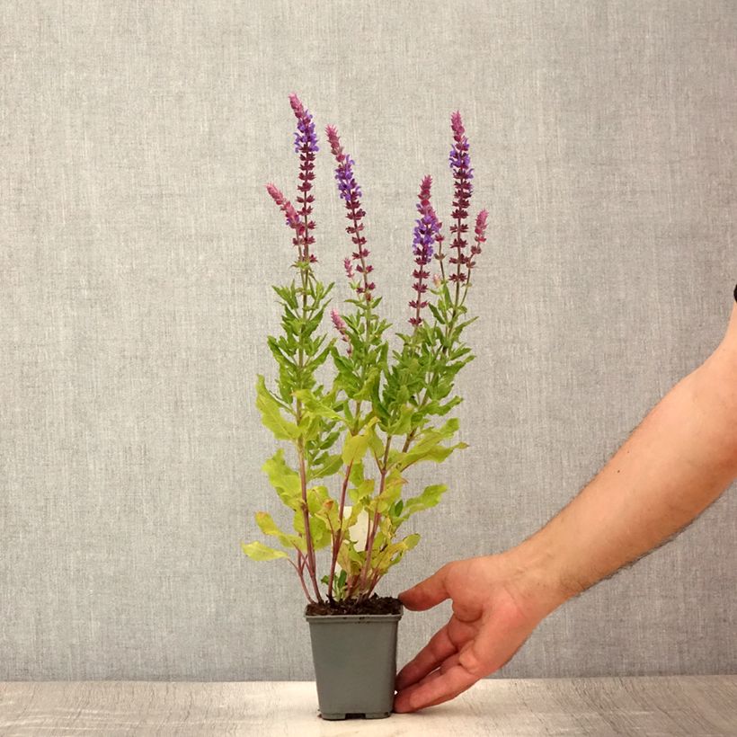 Exemplar von Salvia nemorosa Caradonna Compact - Steppen-Salbei Kleine Töpfe von 8/9 cm wie im Sommer geliefert