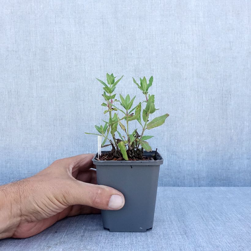 Exemplar von Salvia nemorosa Lubecca - Steppen-Salbei Kleine Töpfe von 8/9 cm wie im Sommer geliefert