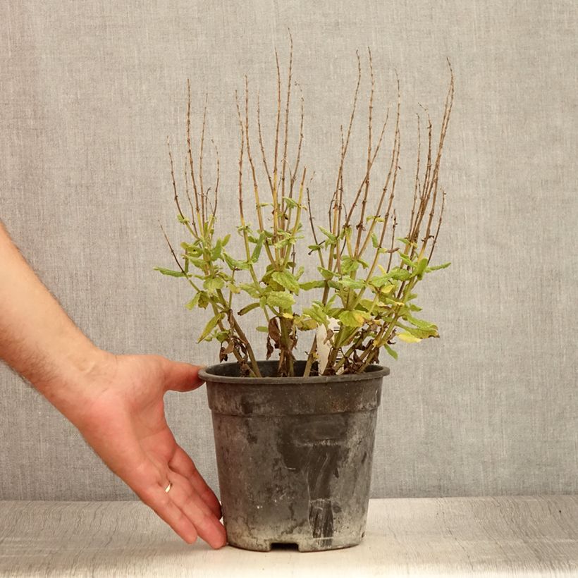Exemplar von Salvia sylvestris Lyrical Rose - Steppen-Salbei Topf mit 2L/3L wie im Sommer geliefert