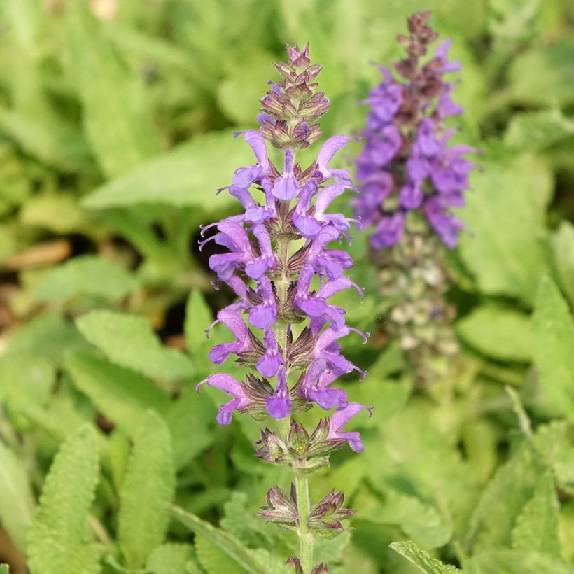 Salvia nemorosa Marcus - Steppen-Salbei (Blüte)