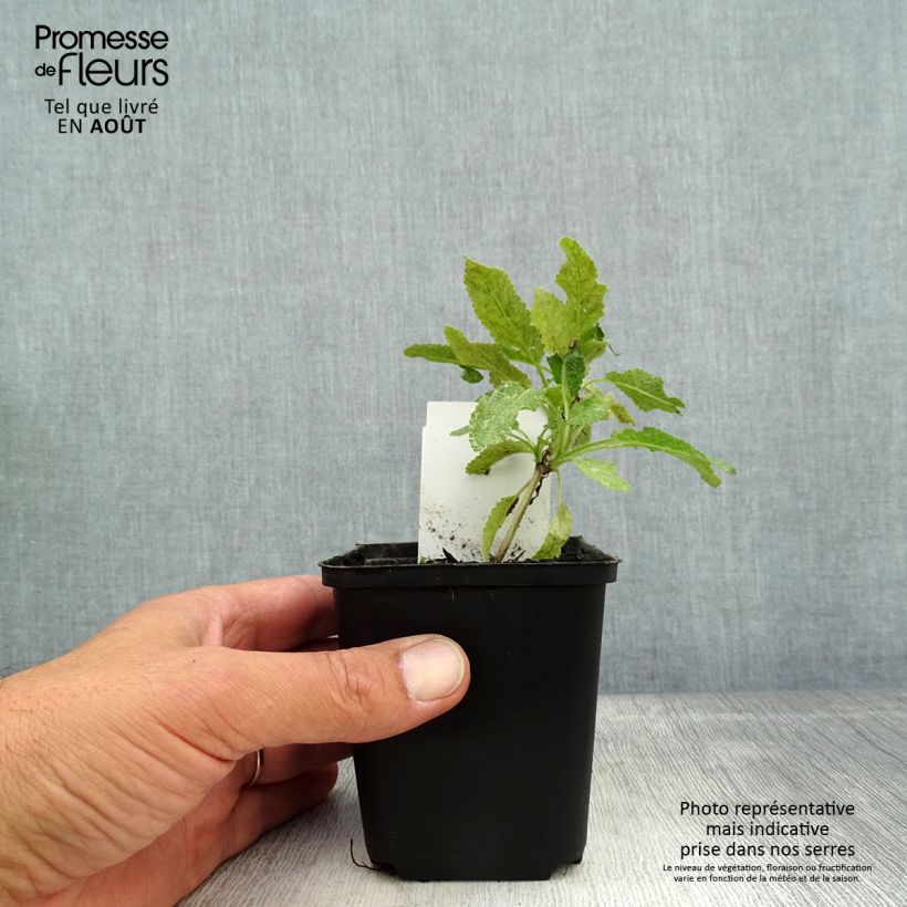 Exemplar von Salvia nemorosa Marcus - Steppen-Salbei Kleine Töpfe von 8/9 cm wie im Sommer geliefert