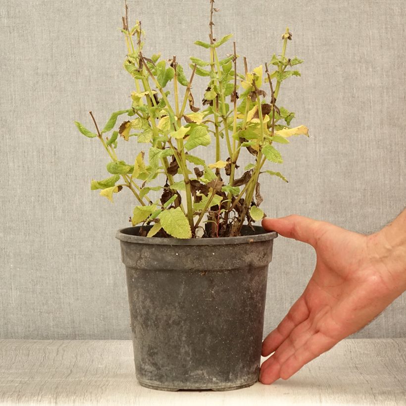 Exemplar von Salvia nemorosa Marcus - Steppen-Salbei Topf mit 2L/3L wie im Sommer geliefert