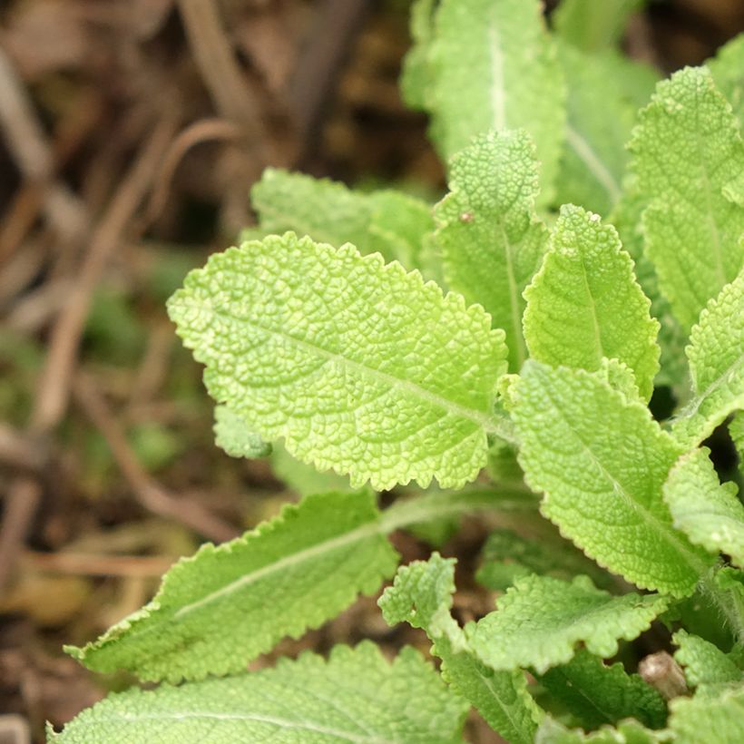 Salvia nemorosa Midnight Rose - Steppen-Salbei (Laub)