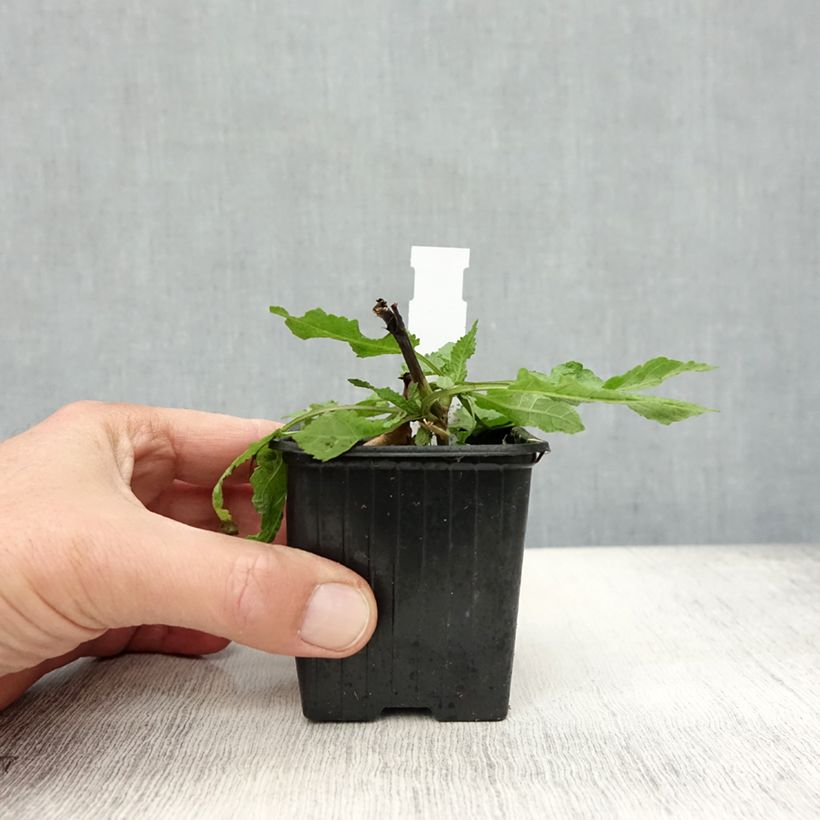 Exemplar von Salvia nemorosa Rose Queen - Steppen-Salbei Kleine Töpfe von 8/9 cm wie im Herbst geliefert