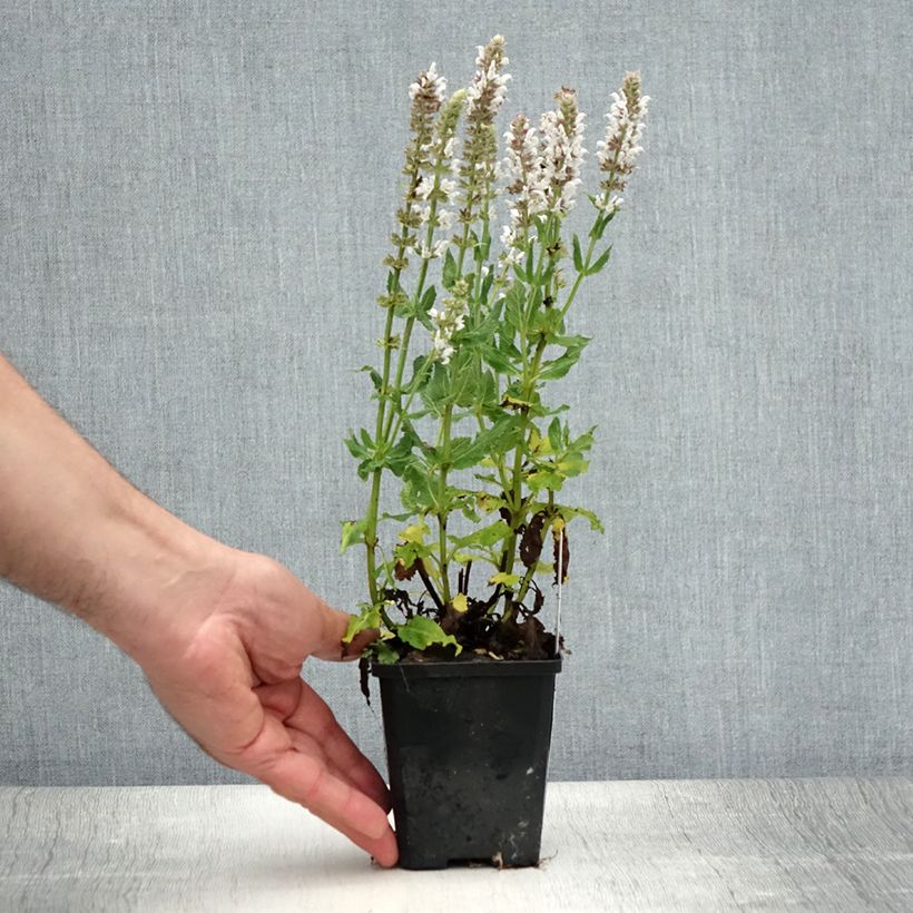 Exemplar von Salvia nemorosa Salute White - Steppen-Salbei Kleine Töpfe von 8/9 cm wie im Sommer geliefert