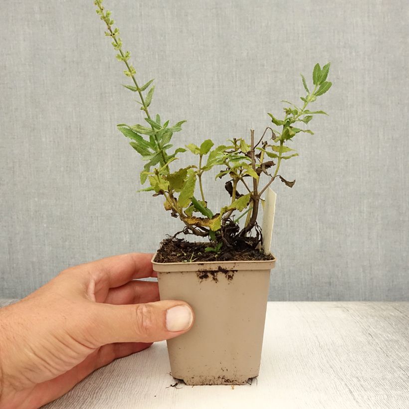 Exemplar von Salvia nemorosa Schneehügel - Steppen-Salbei Kleine Töpfe von 8/9 cm wie im Sommer geliefert