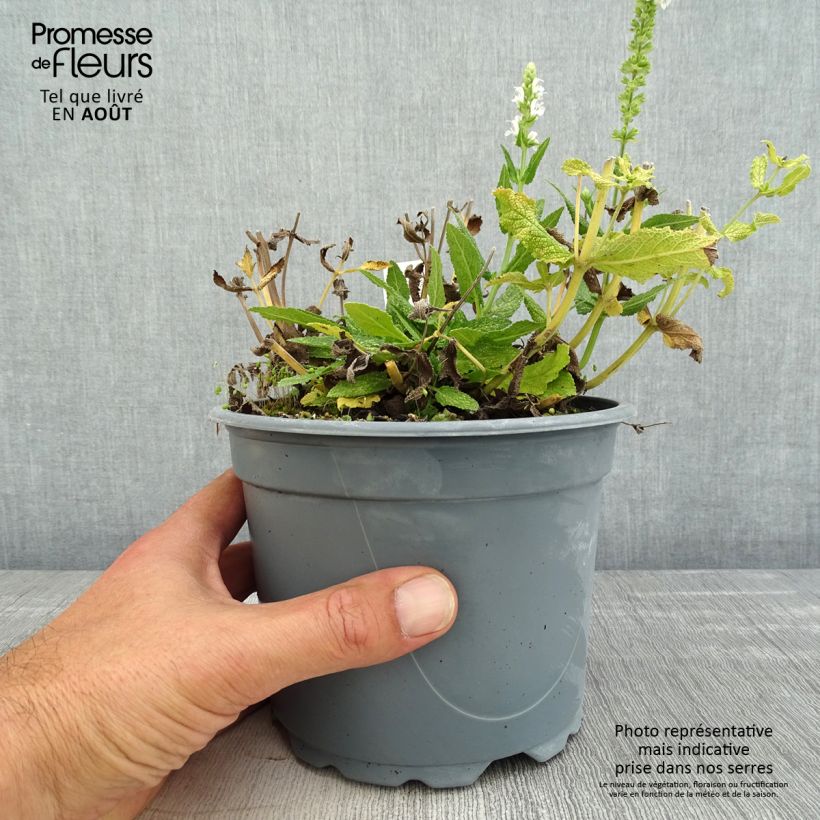 Exemplar von Salvia nemorosa Schneehügel - Steppen-Salbei Topf mit 2L/3L wie im Sommer geliefert