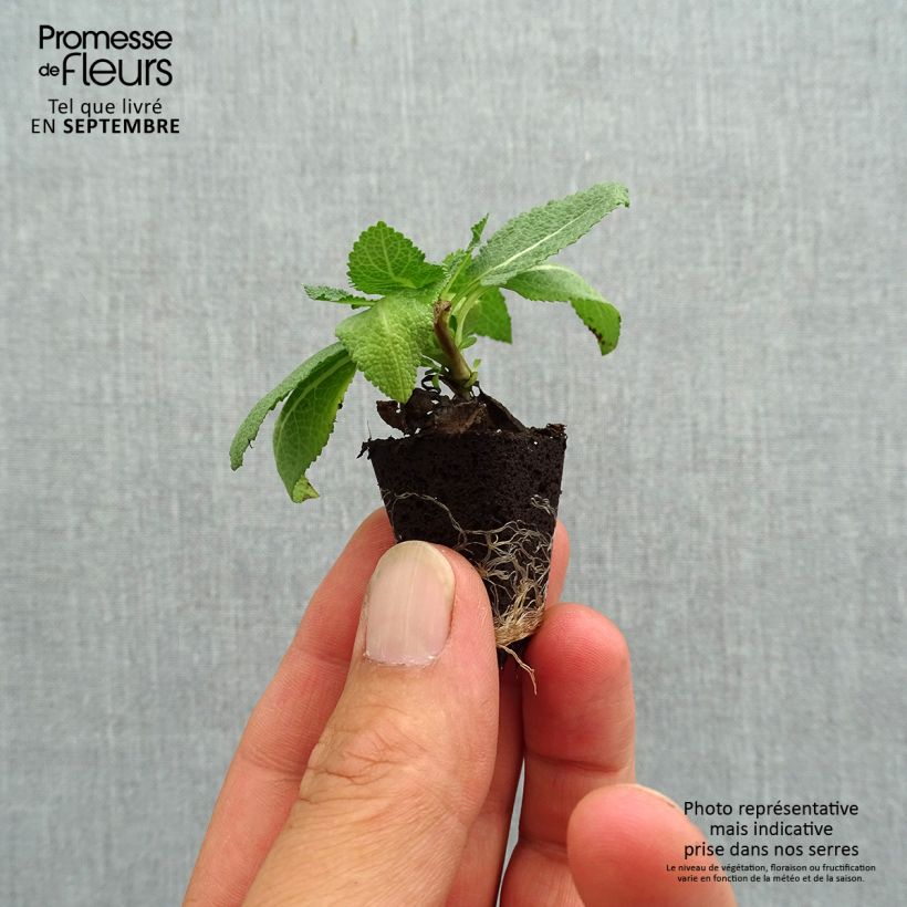 Exemplar von Salvia nemorosa Sensation Rose - Steppen-Salbei Mini-Plug Ø 3/4 cm wie im Herbst geliefert