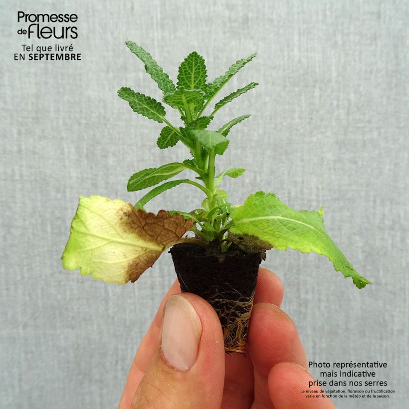 Exemplar von Salvia nemorosa Sensation White - Steppen-Salbei Mini-Plug Ø 3/4 cm wie im Herbst geliefert