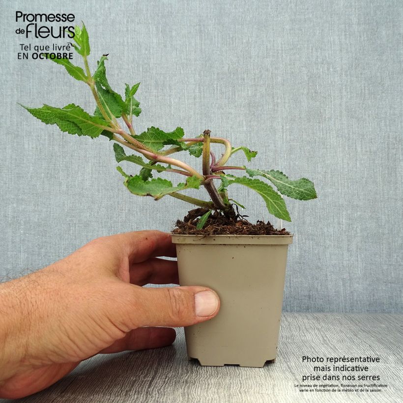 Exemplar von Salvia nemorosa Serenade - Steppen-Salbei Kleine Töpfe von 8/9 cm wie im Herbst geliefert