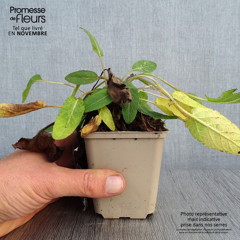 Exemplar von Salvia pratensis Eveline - Wiesensalbei Kleine Töpfe von 8/9 cm wie im Herbst geliefert