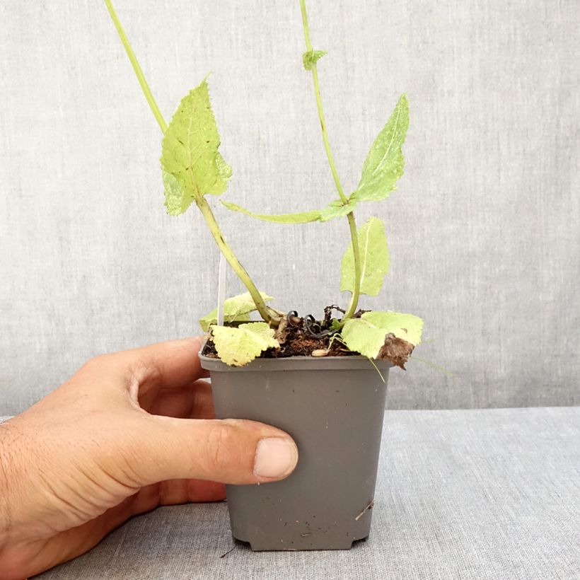 Exemplar von Salvia pratensis Madeline - Wiesensalbei Kleine Töpfe von 8/9 cm wie im Sommer geliefert