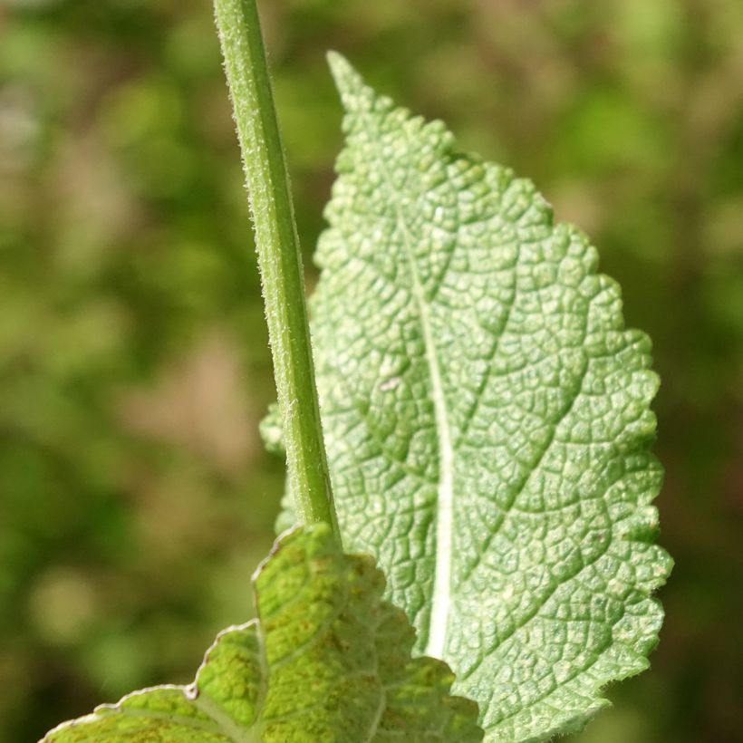 Salvia pratensis Madeline - Wiesensalbei (Laub)