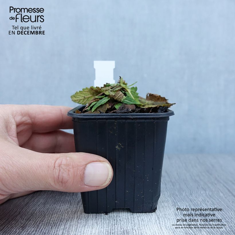Exemplar von Salvia pratensis FASHIONISTA Vanity Flair - Wiesensalbei Kleine Töpfe von 8/9 cm wie im Herbst geliefert