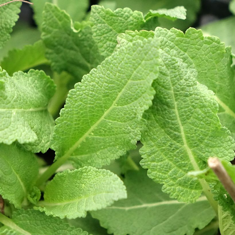 Salvia superba Reine Rose - Ziersalbei (Laub)