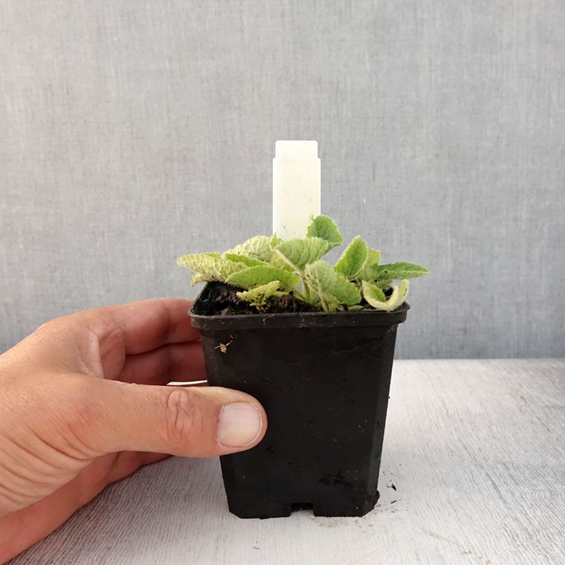 Exemplar von Salvia verticillata Alba - Quirlblättriger Salbei Kleine Töpfe von 8/9 cm wie im Sommer geliefert