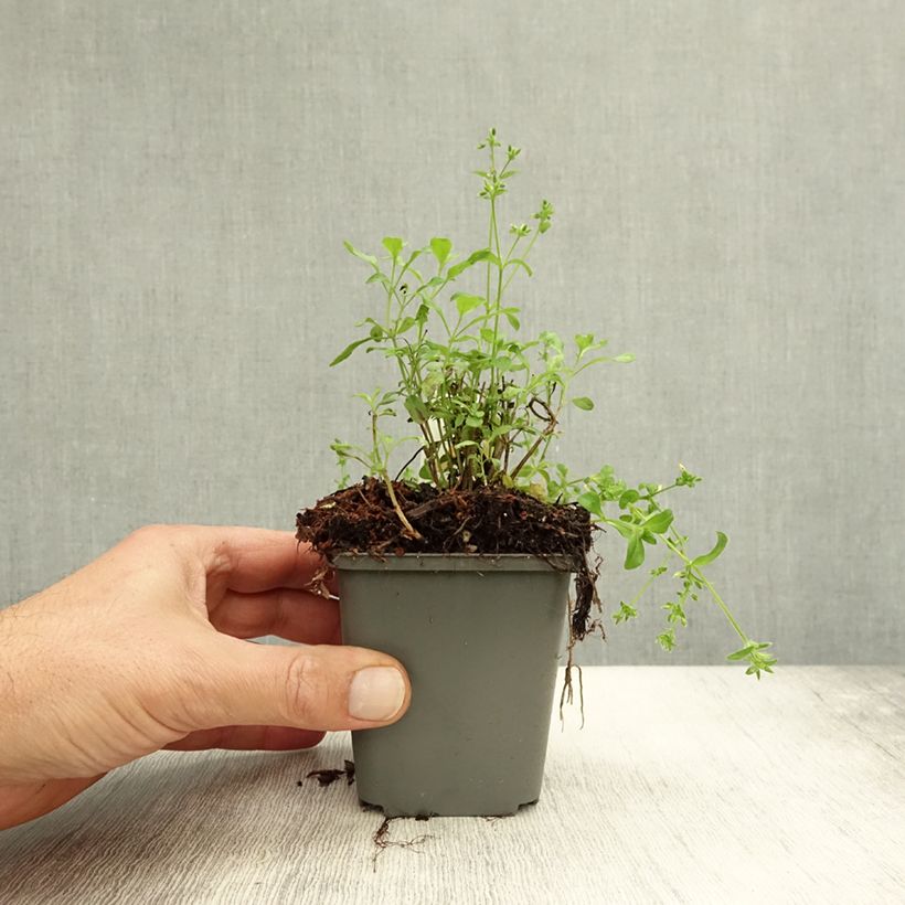 Exemplar von Salvia jamensis Carolus Kleine Töpfe von 8/9 cm wie im Herbst geliefert