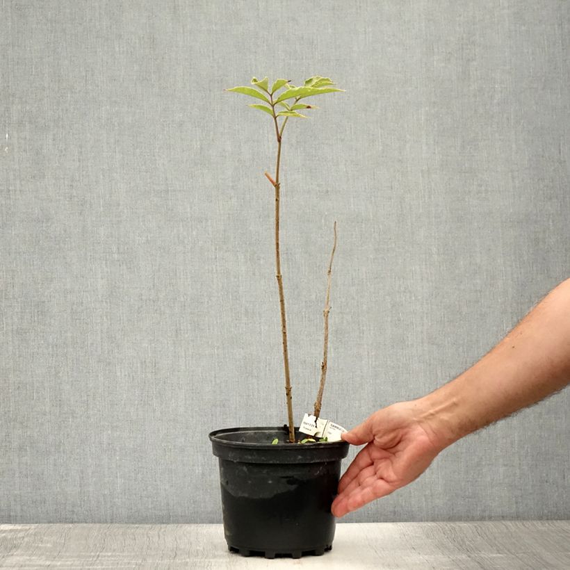 Exemplar von Schwarzer Holunder Chocolate Marzipan - Sambucus nigra Topf mit 3L/4L wie im Sommer geliefert