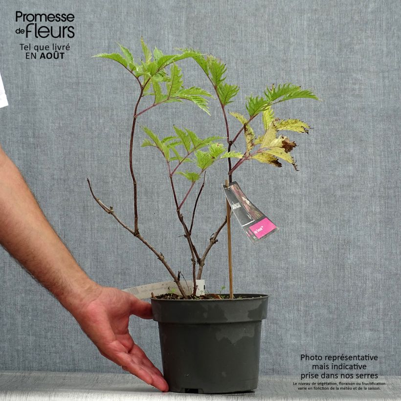 Exemplar von Schwarzer Holunder Serenade - Sambucus nigra Topf mit 3L/4L wie im Sommer geliefert