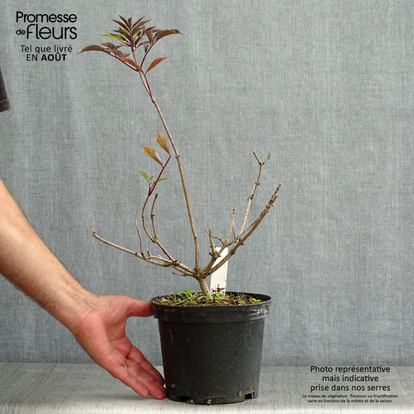 Exemplar von Schwarzer Holunder Thundercloud - Sambucus nigra Topf mit 3L/4L wie im Sommer geliefert