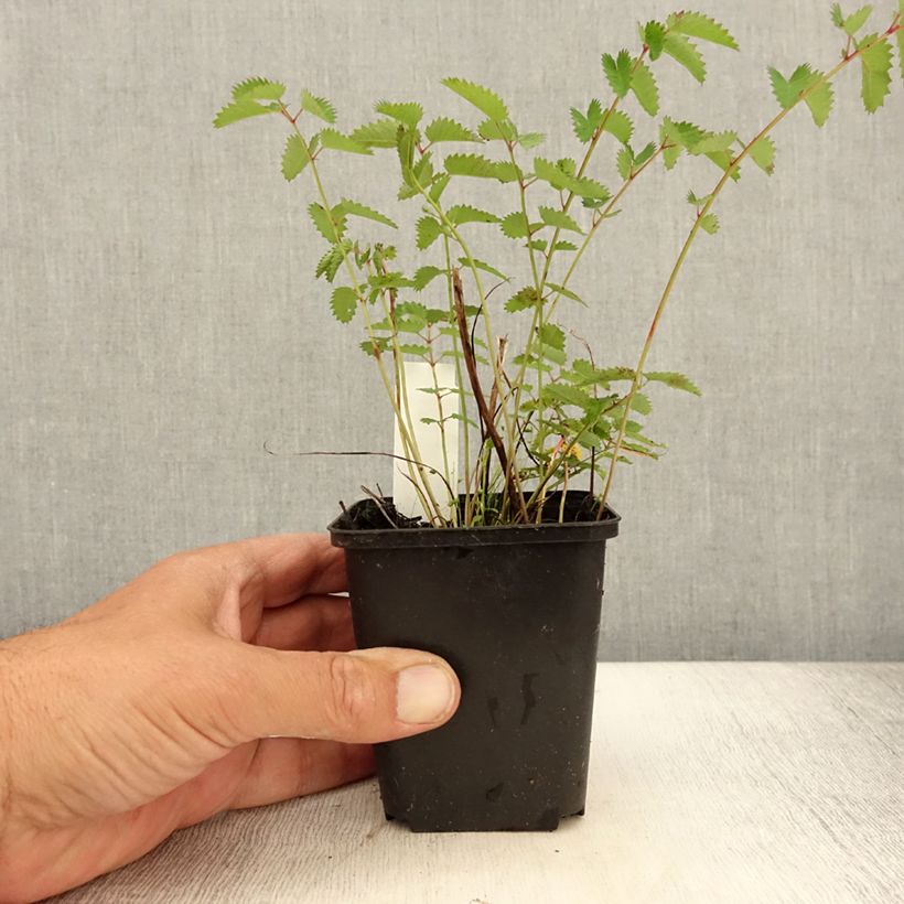Exemplar von Großer Wiesenknopf Chocolate Tip - Sanguisorba officinalis Kleine Töpfe von 8/9 cm wie im Sommer geliefert