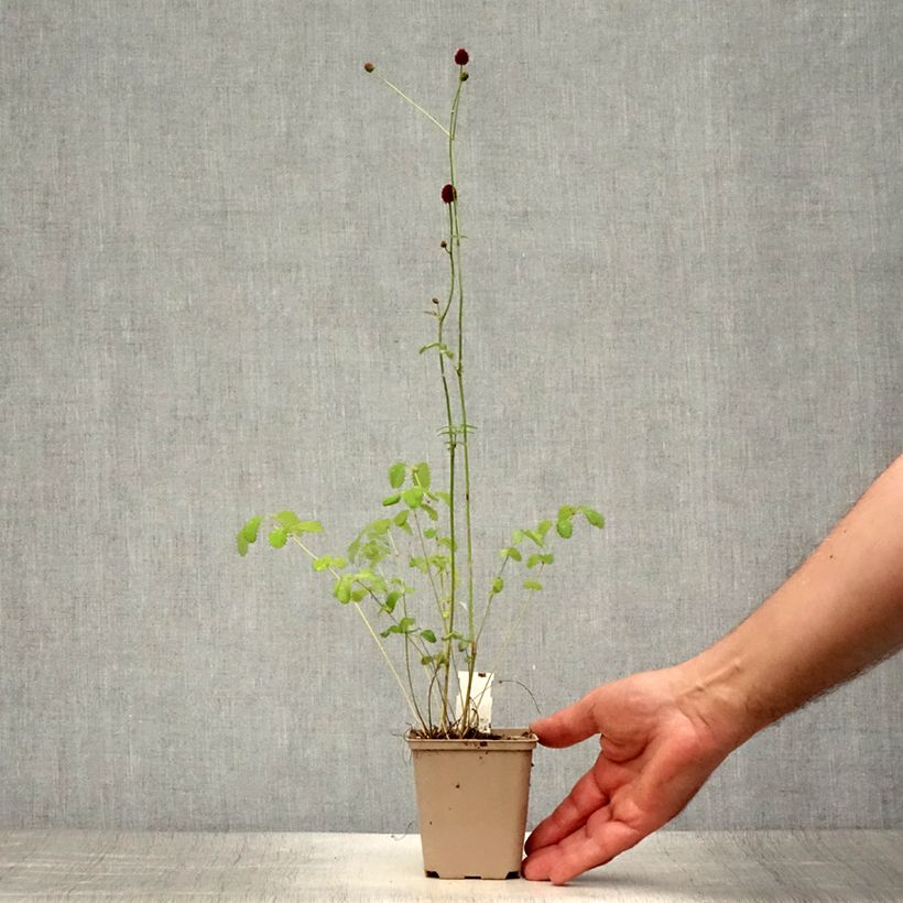 Exemplar von Großer Wiesenknopf Morning Select - Sanguisorba officinalis Kleine Töpfe von 8/9 cm wie im Sommer geliefert