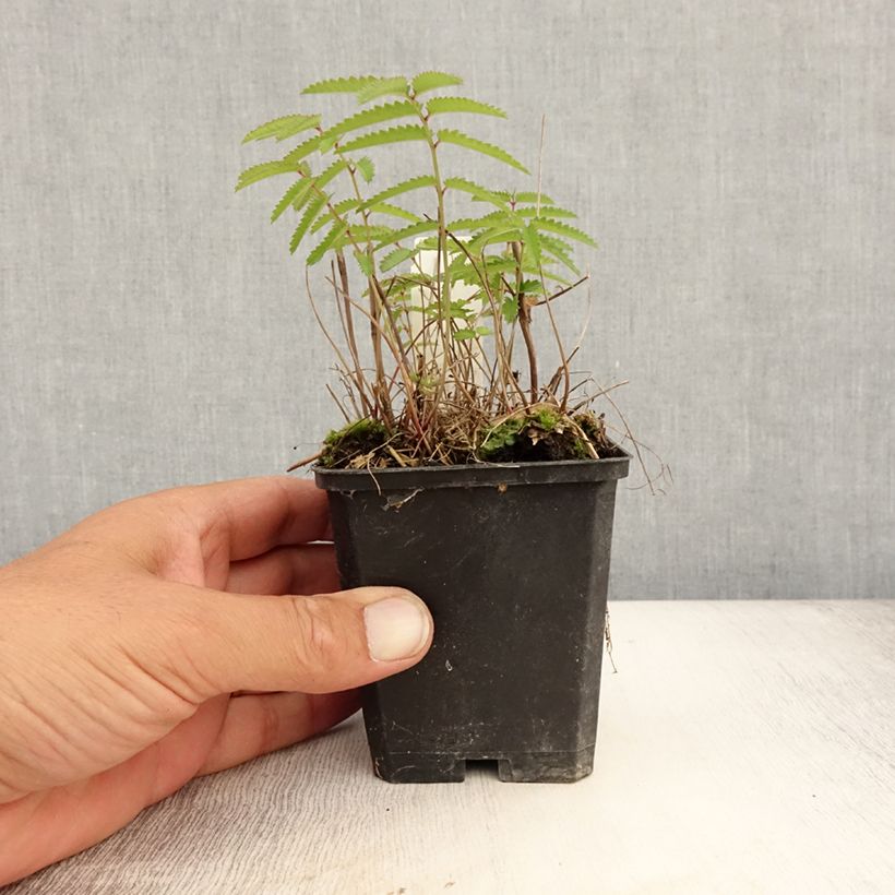 Exemplar von Zierlicher Wiesenknopf var. purpurea - Sanguisorba tenuifolia Kleine Töpfe von 8/9 cm wie im Sommer geliefert